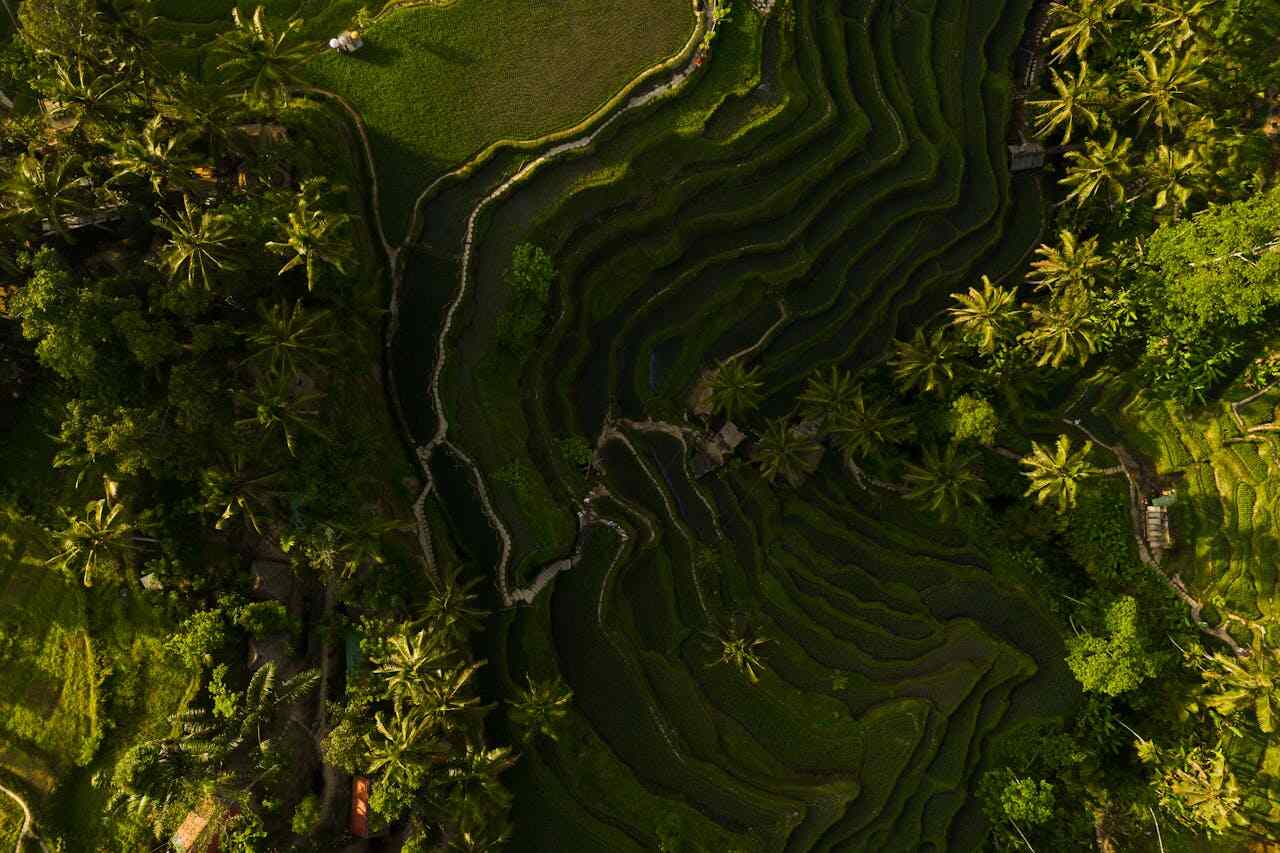 subak rice trerraces