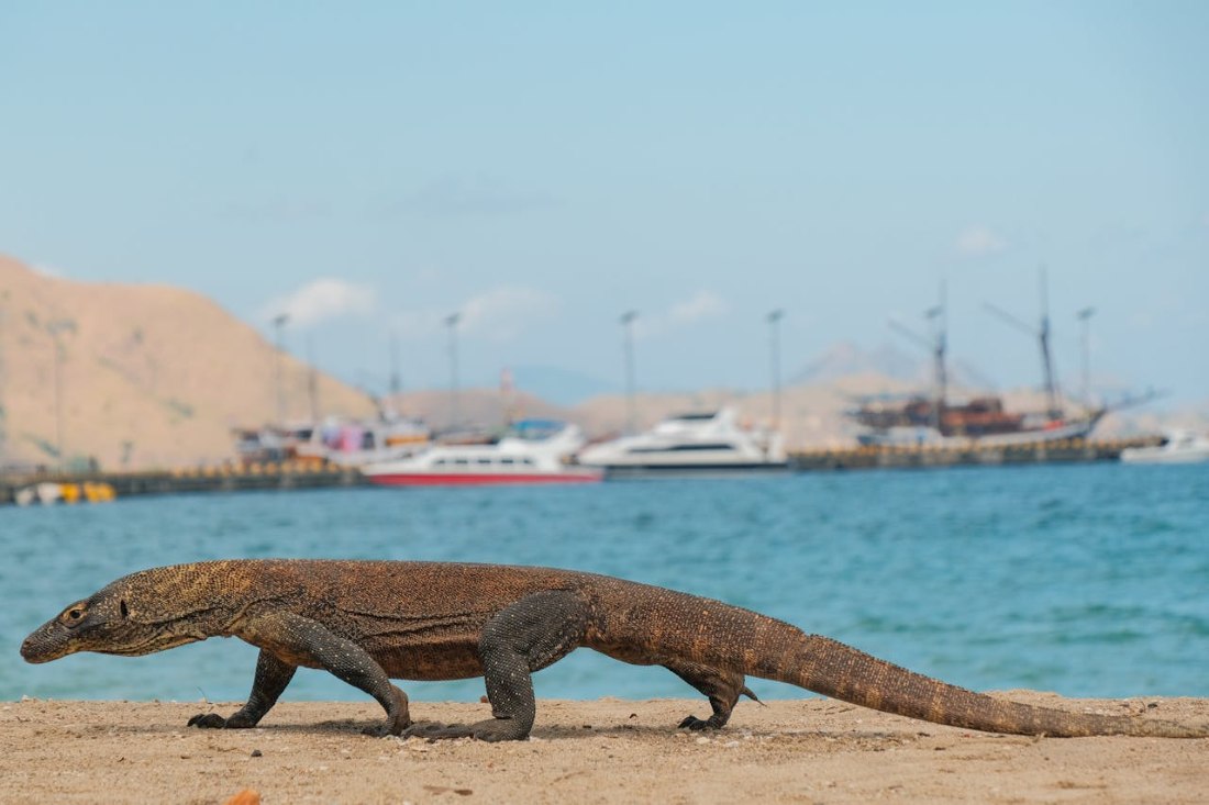 Visiting Komodo Dragons in 2026: A Strategic Guide for First-Timers a komodo dragon on a beach in indonesia