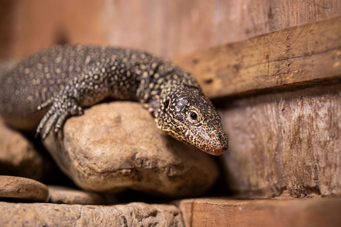 Visiting Komodo Dragons in 2026: A Strategic Guide for First-Timers Visiting Komodo Dragons in 2026: A Strategic Guide for First-Timers